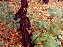 10_402b_bein